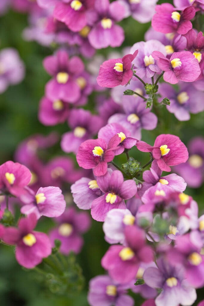nemesia 'Nuvo Carmine'
