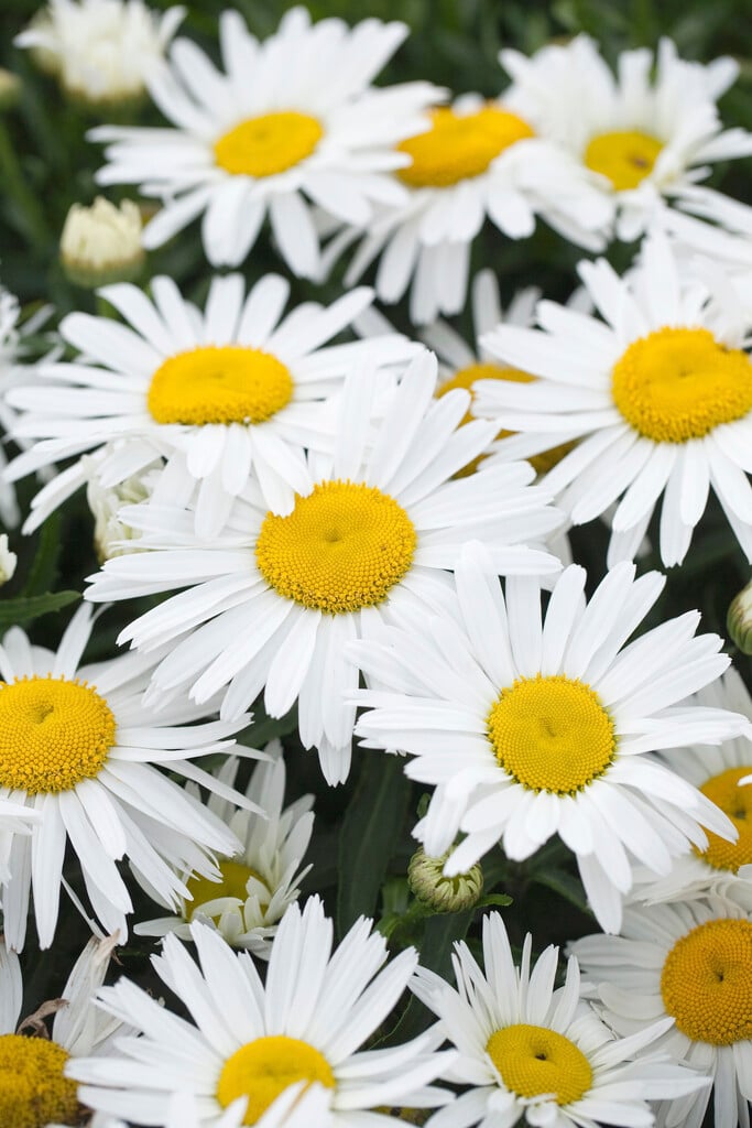 Leucanthemum &White Knight& | Herbaceous Perennial/RHS Gardening