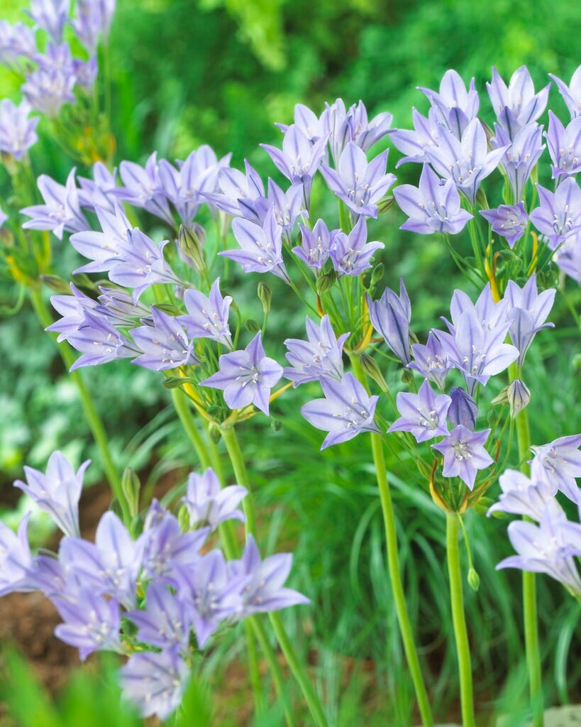 <i>Triteleia</i> 'Ocean Queen'