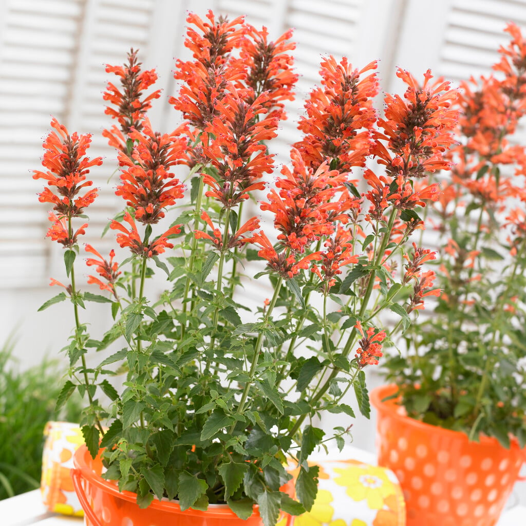 giant hyssop [Orange Nectar]