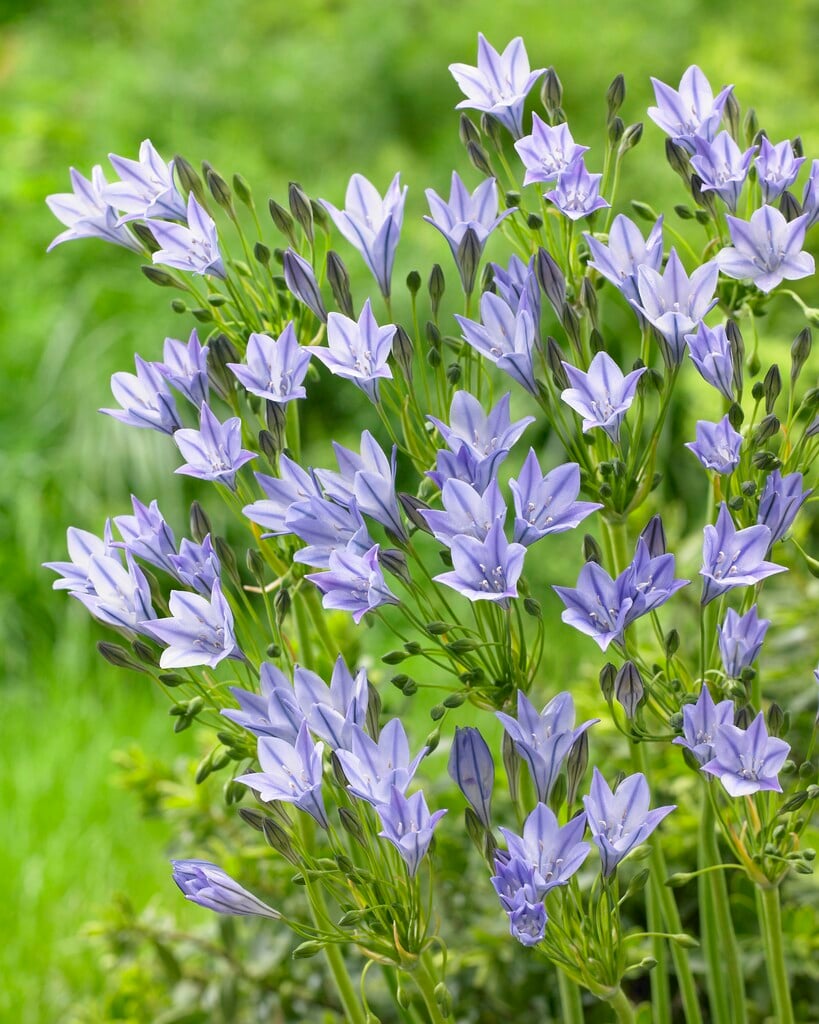 <i>Triteleia</i> 'Ocean Queen'