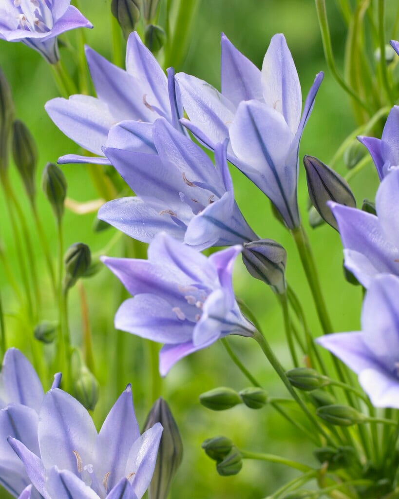 <i>Triteleia</i> 'Ocean Queen'