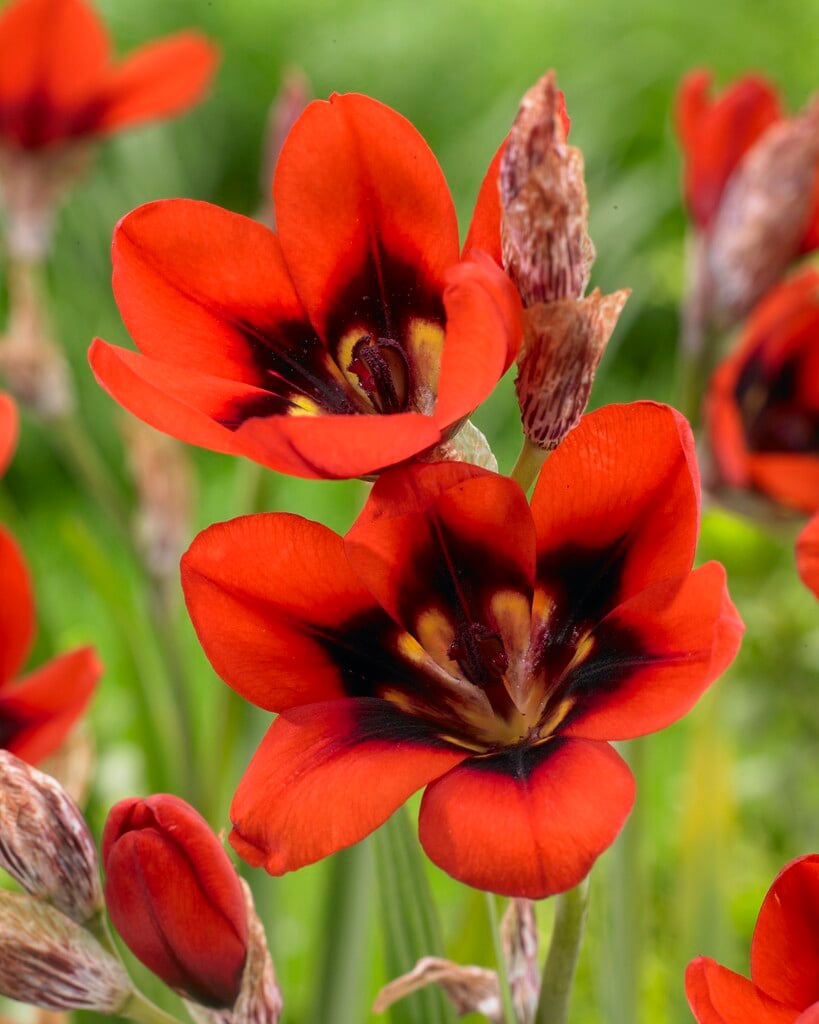 <i>Sparaxis</i> 'Red Reflex'