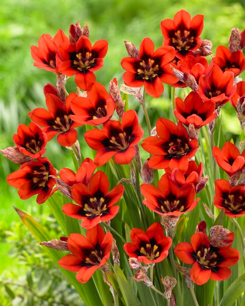 <i>Sparaxis</i> 'Red Reflex'