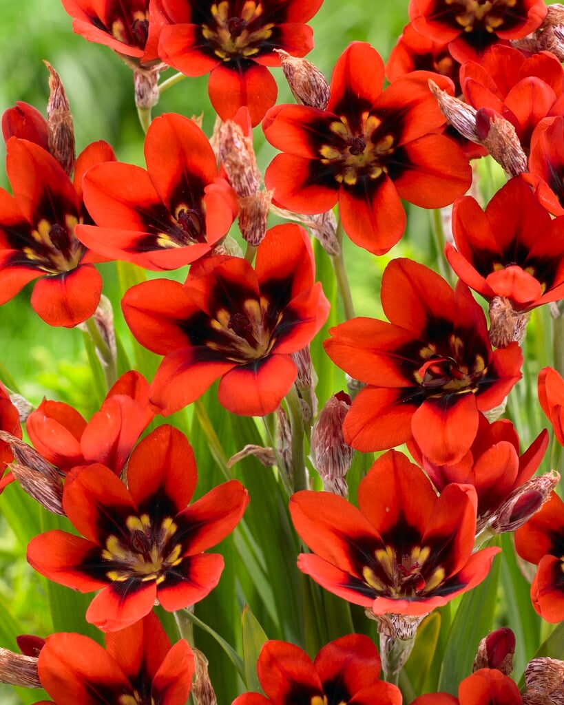 <i>Sparaxis</i> 'Red Reflex'