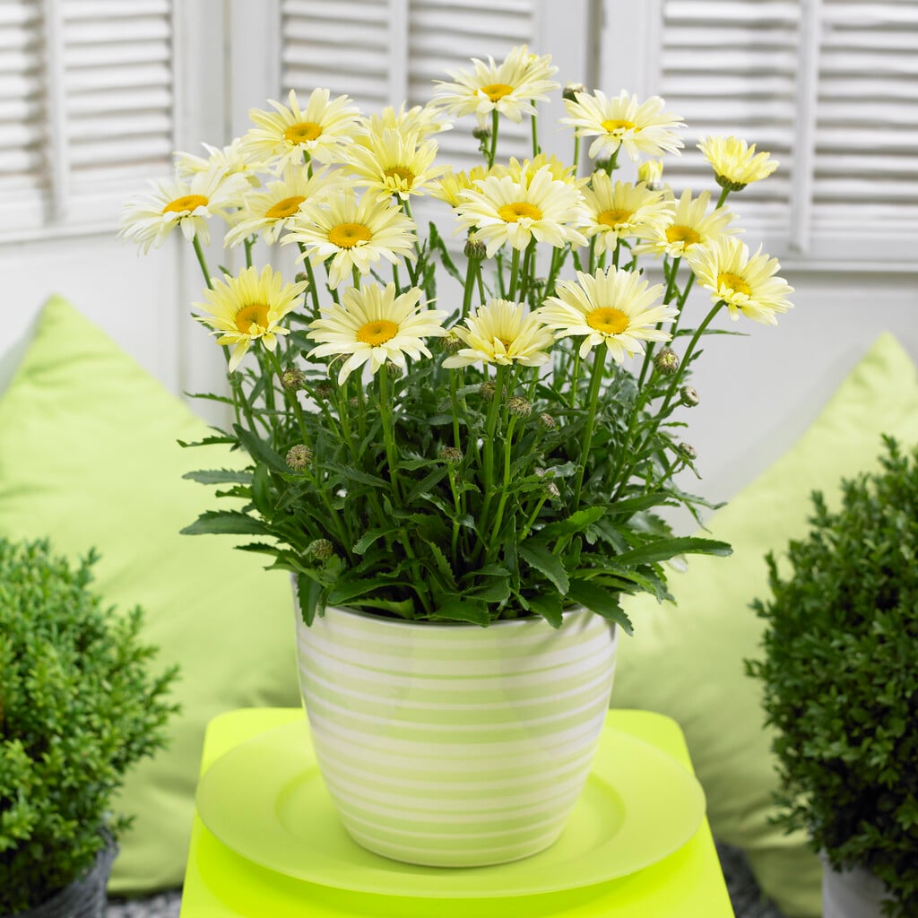 <em>Leucanthemum</em> × <em>superbum</em> 'Banana Cream'