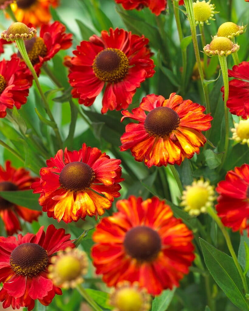 sneezeweed 'Hot Lava'