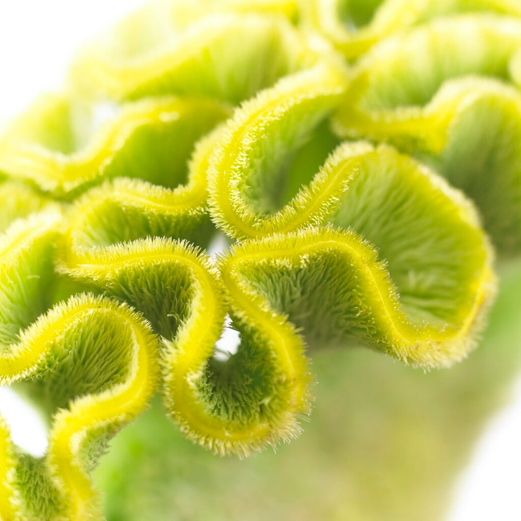 cockscomb