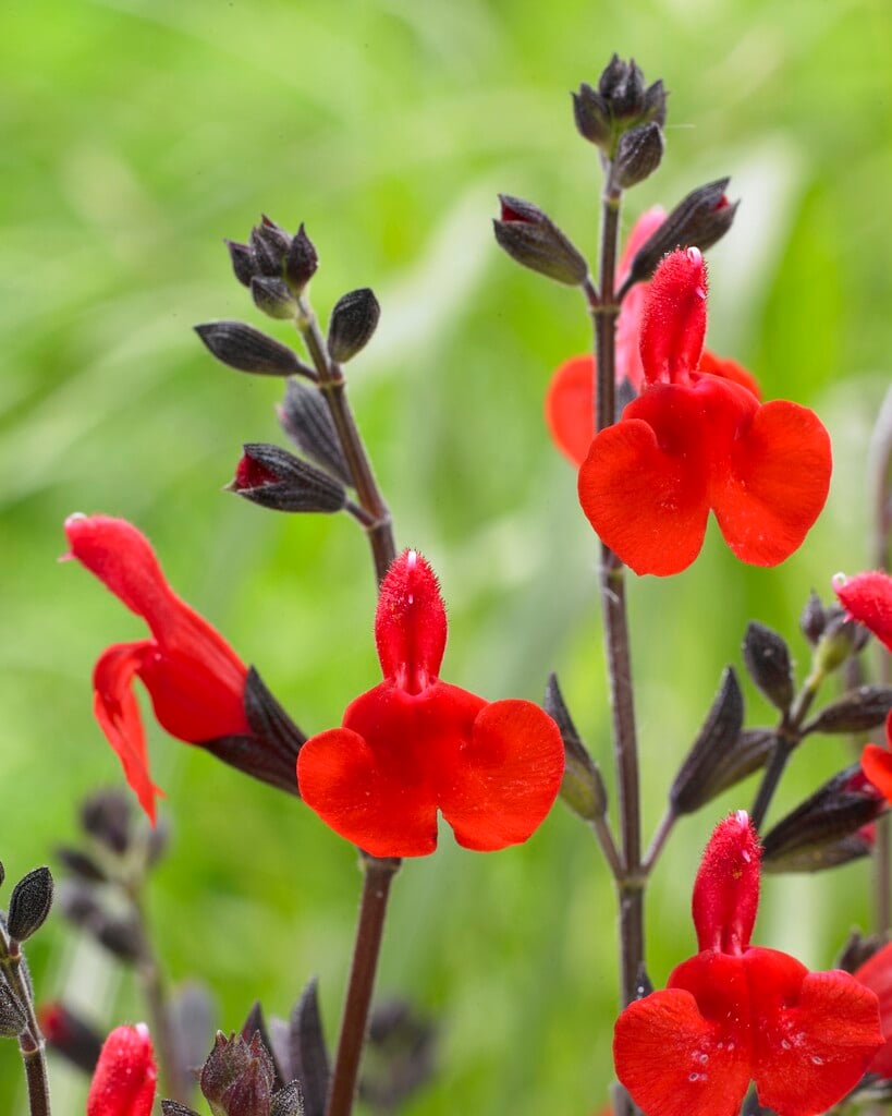 sage 'Red Swing'