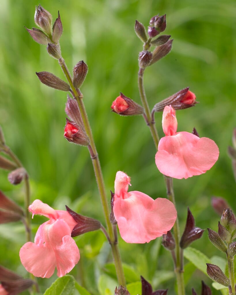 sage 'Salmon Dance'