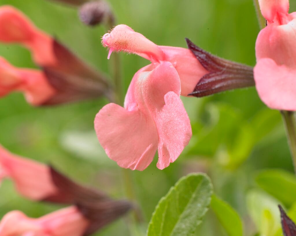 sage 'Salmon Dance'