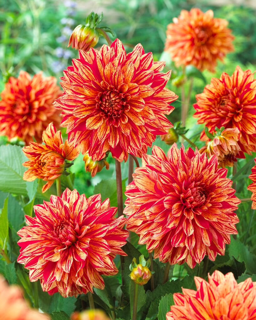 <i>Dahlia</i> 'Pippi' (D)