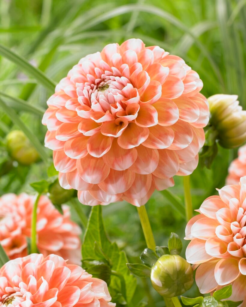 dahlia 'Brandon James'