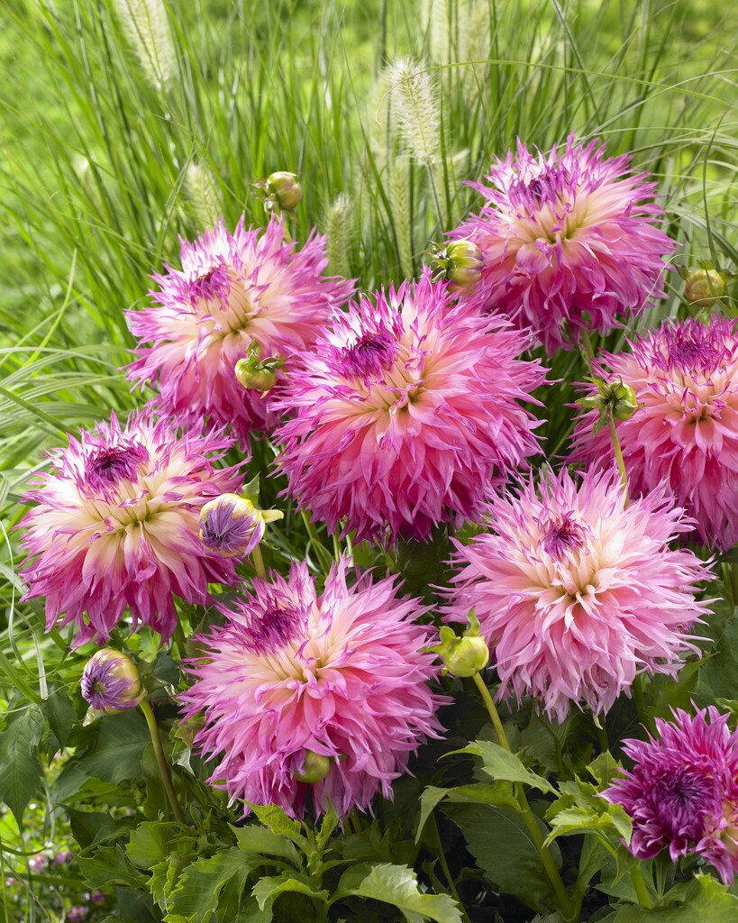 <i>Dahlia</i> 'Pinelands Princess' (Fim)