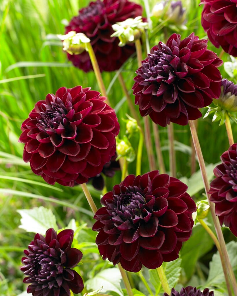 dahlia 'Gipsy Night'