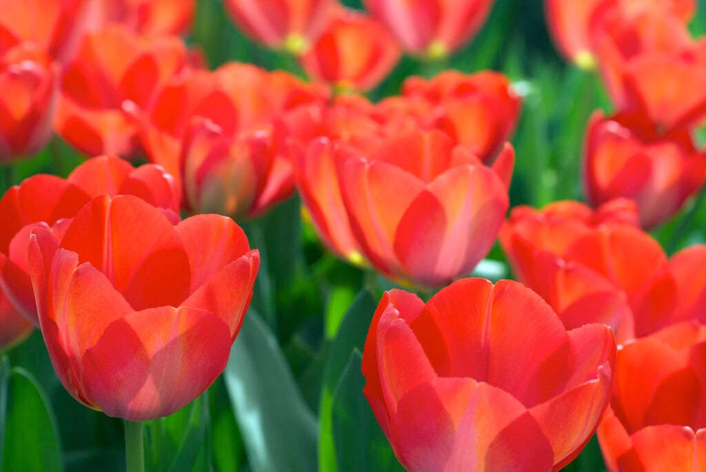 tulip 'Van Eijk'