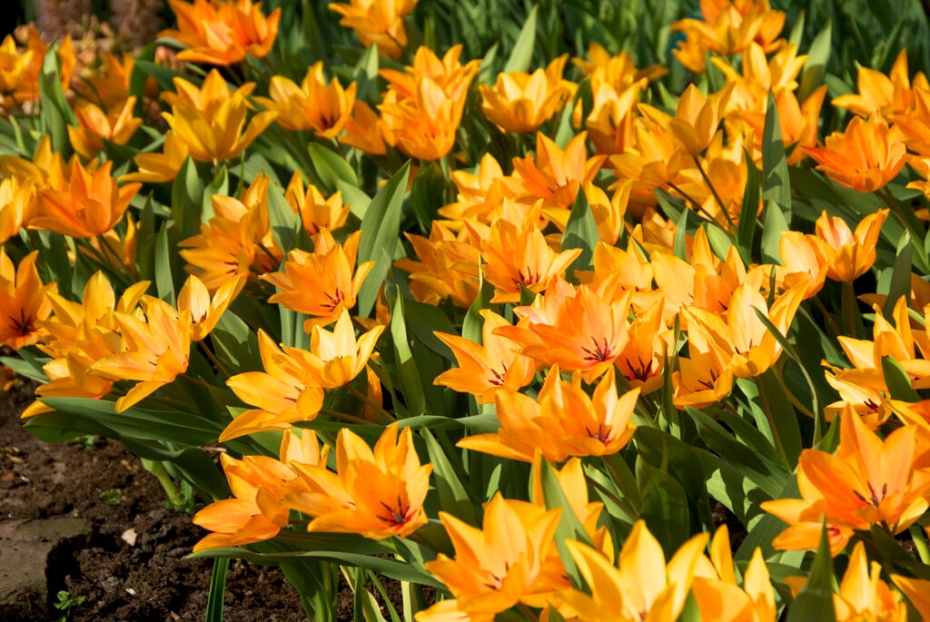 tulip 'Shogun'