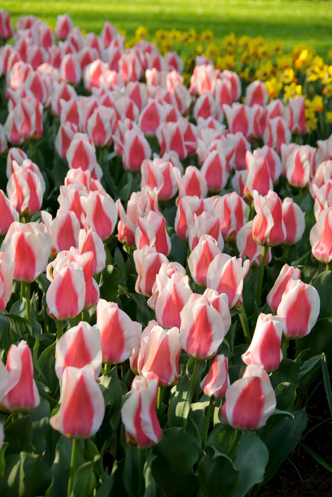 tulip 'Coors'