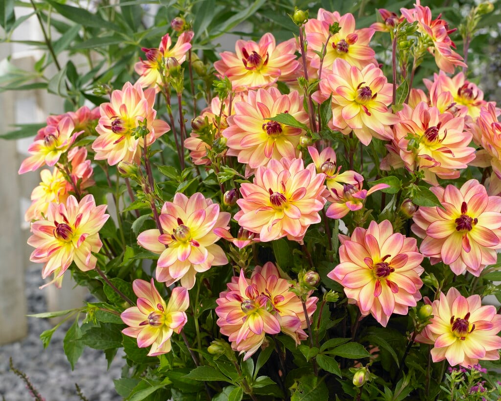 dahlia 'Pacific Ocean'