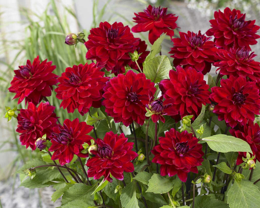 <i>Dahlia</i> 'Menorca' (D)