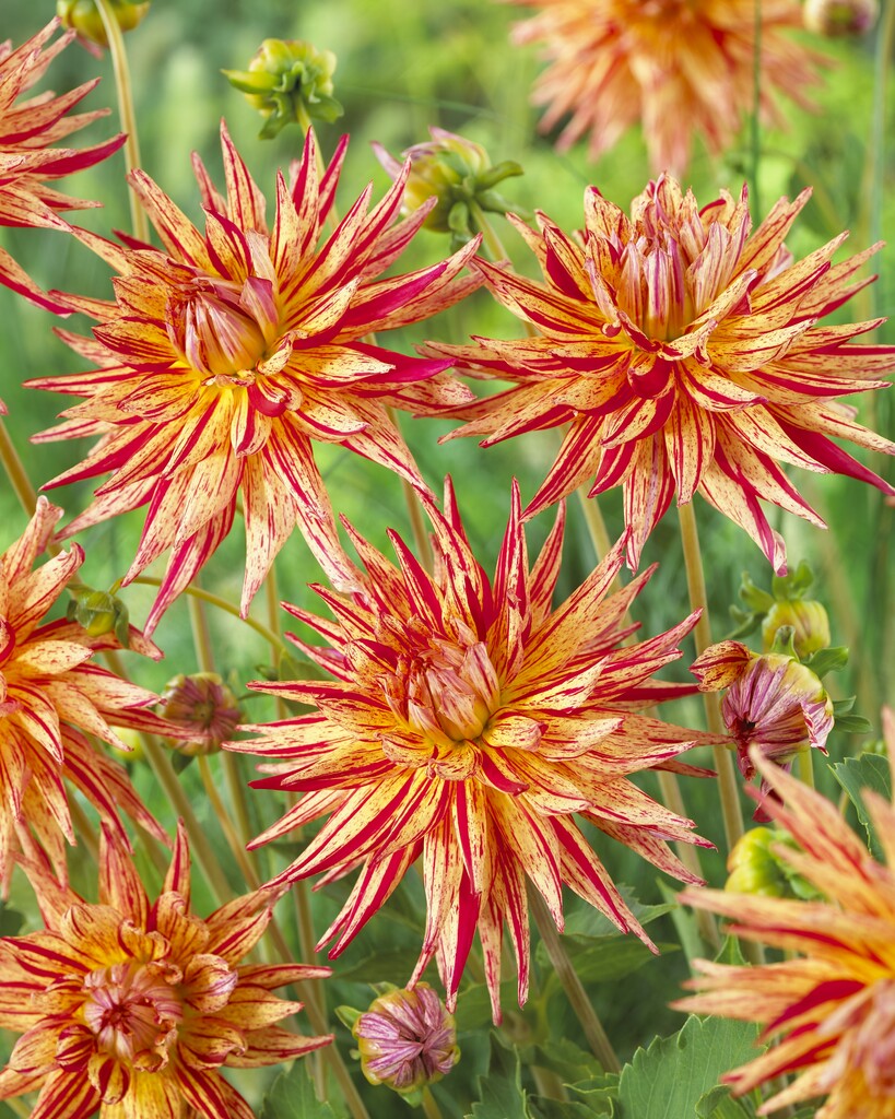 <i>Dahlia</i> 'Marcanti' (S-c)