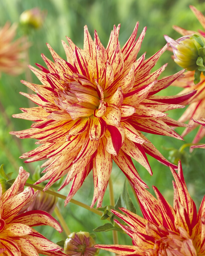 <i>Dahlia</i> 'Marcanti' (S-c)