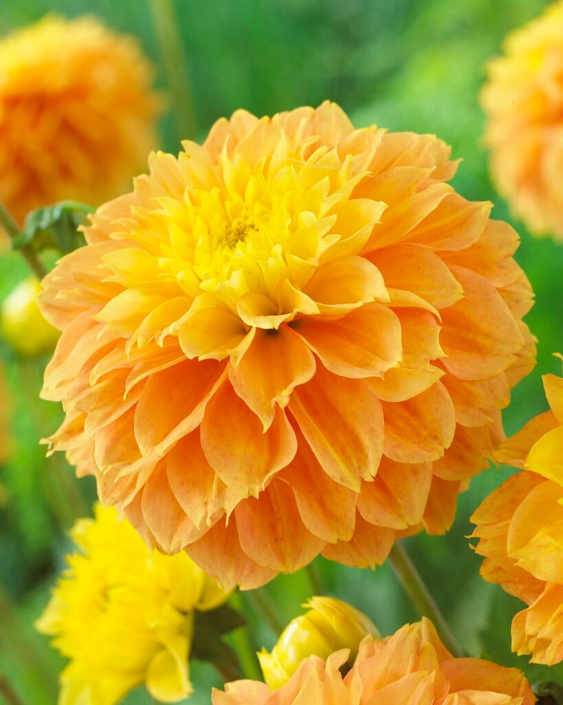 dahlia 'Deep Impact'