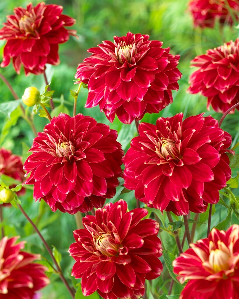 <i>Dahlia</i> 'Red Rock' (D)