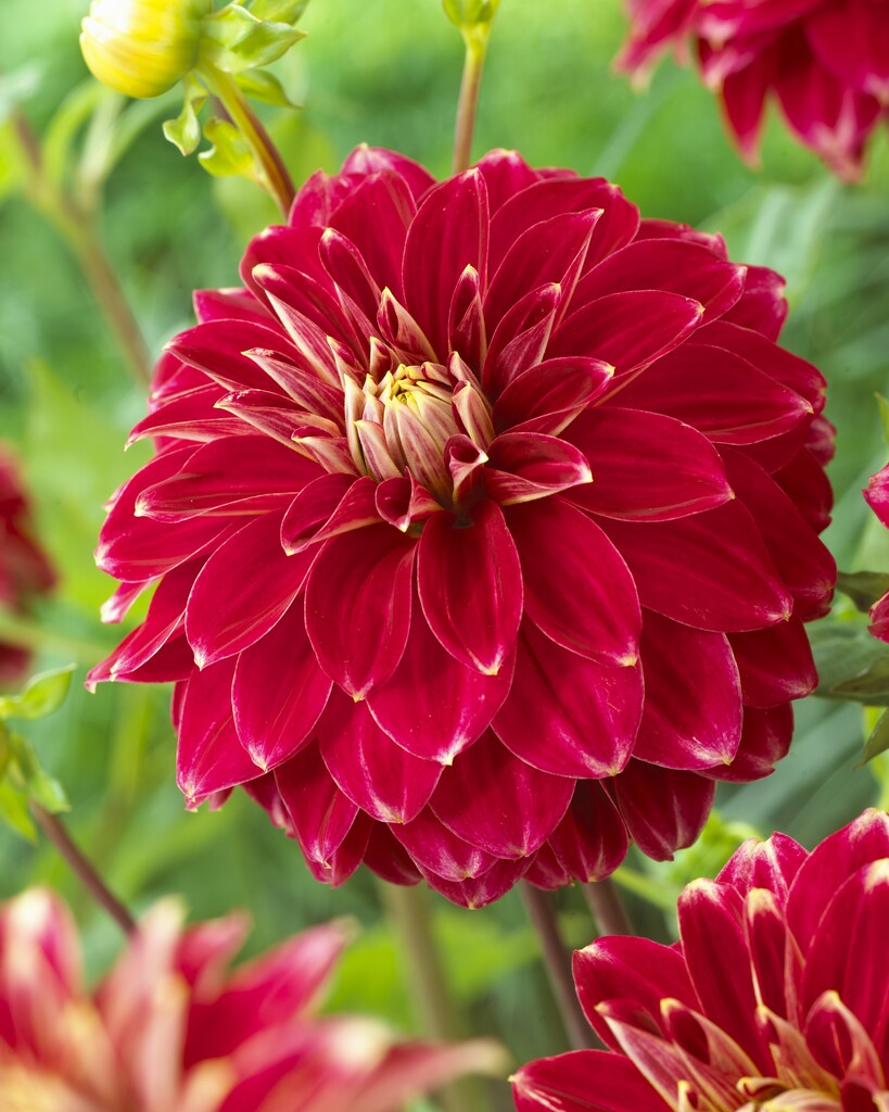 <i>Dahlia</i> 'Red Rock' (D)