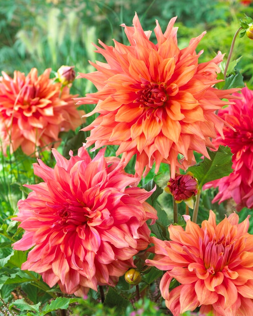 dahlia 'Belle of Barmera'