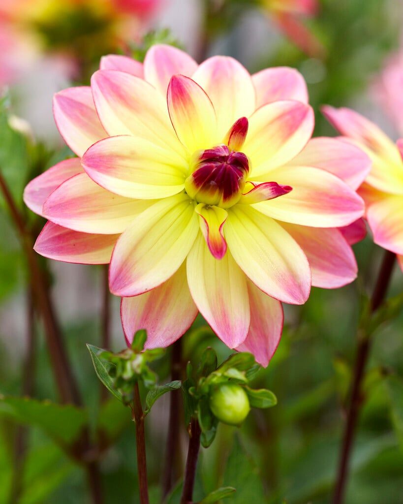 dahlia 'Pacific Ocean'