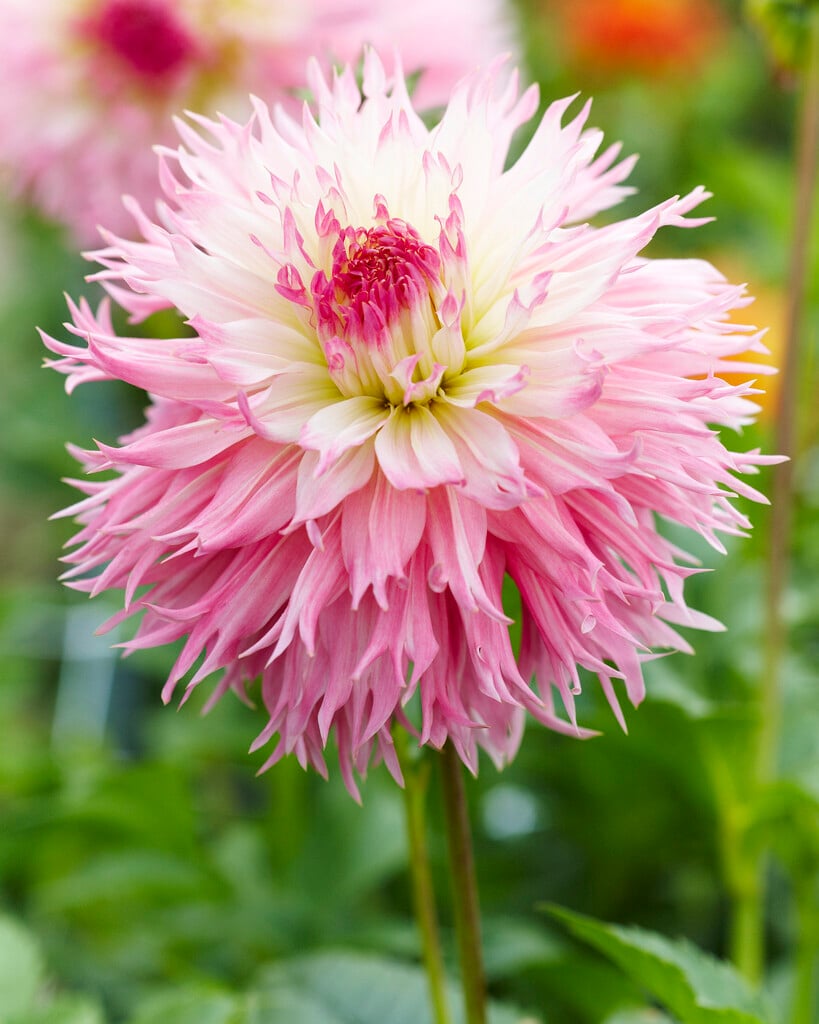 dahlia 'Nadia Ruth'