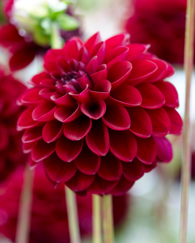 dahlia 'Gipsy Night'