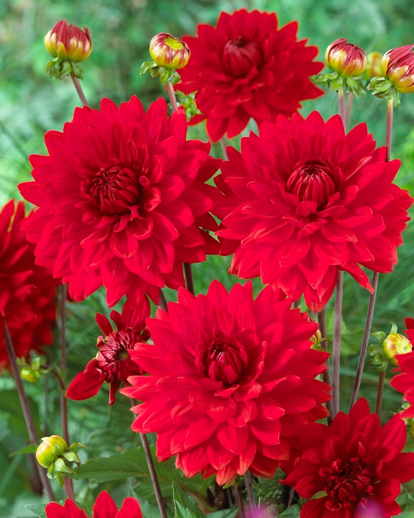 dahlia 'Garden Wonder'