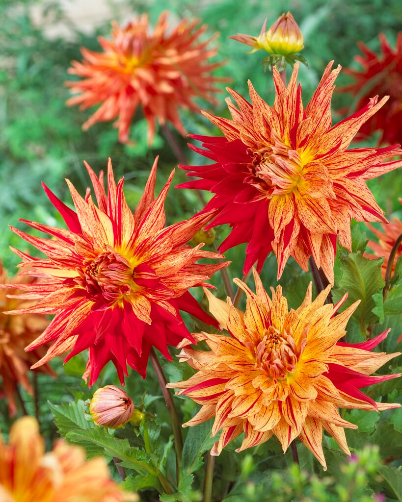 <i>Dahlia</i> 'Maniac'