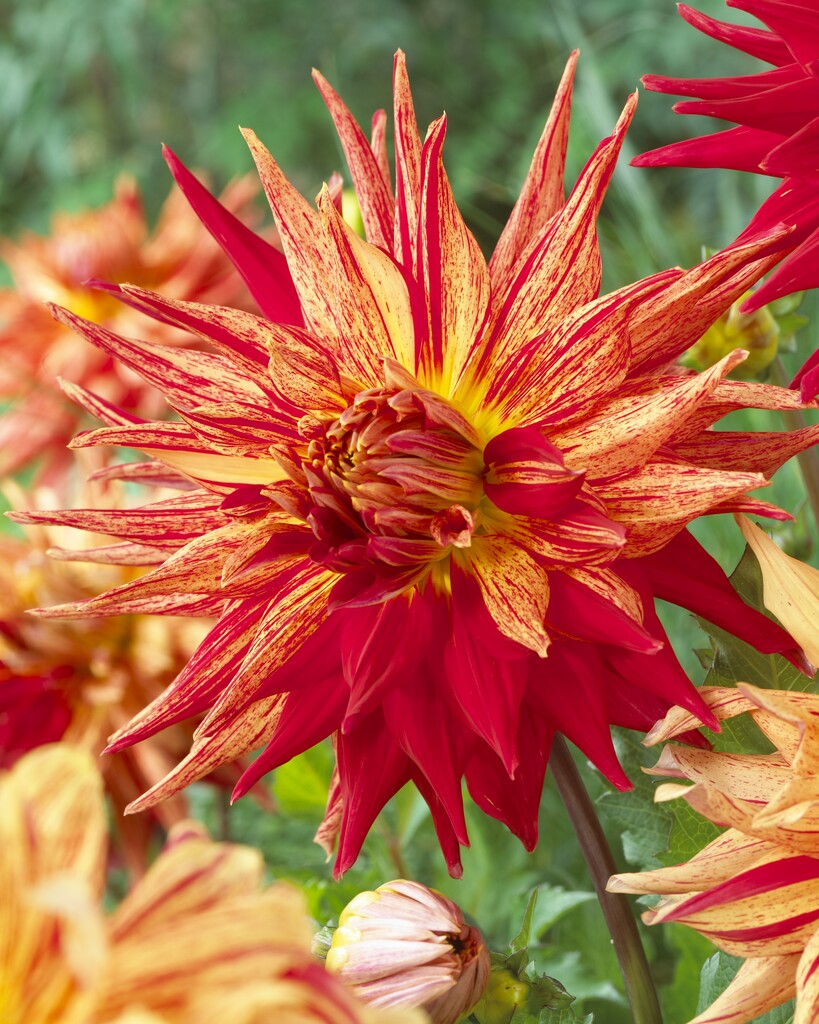 <i>Dahlia</i> 'Maniac'