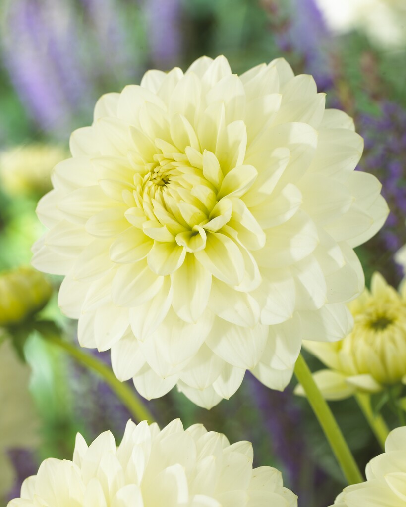 <i>Dahlia</i> 'Karma Serena' (D)