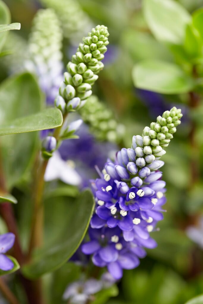 hebe 'Autumn Glory'
