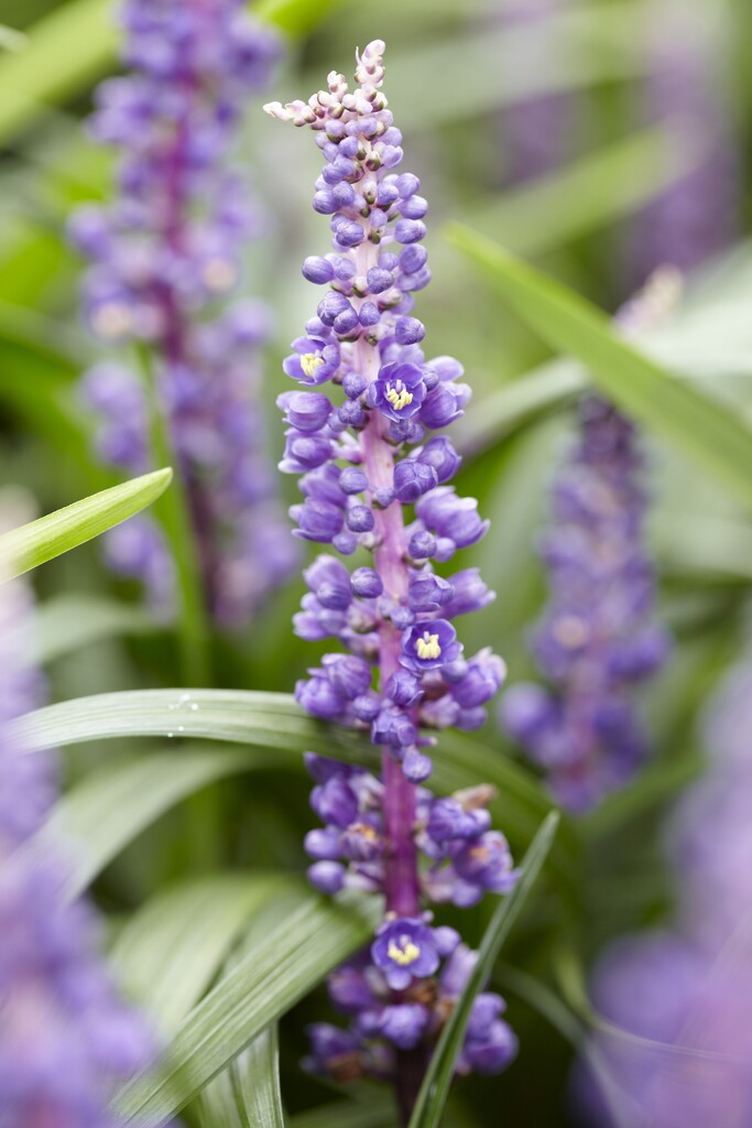 big blue lilyturf