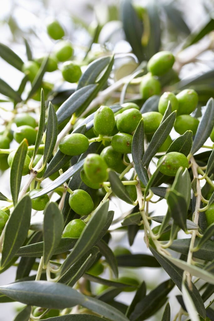 common olive