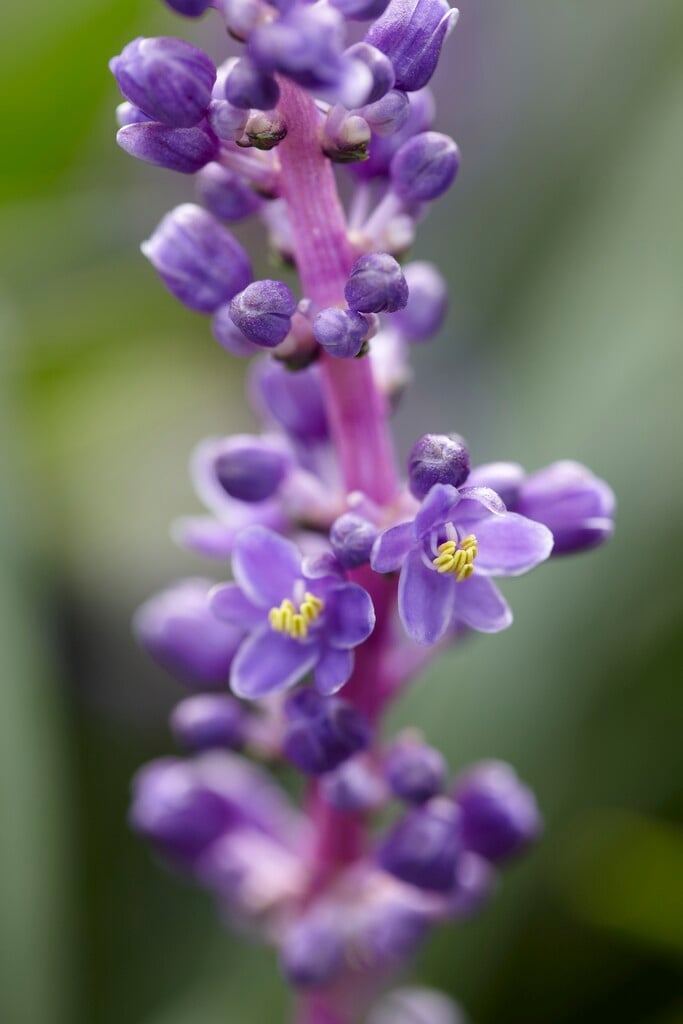 lilyturf 'Royal Purple'