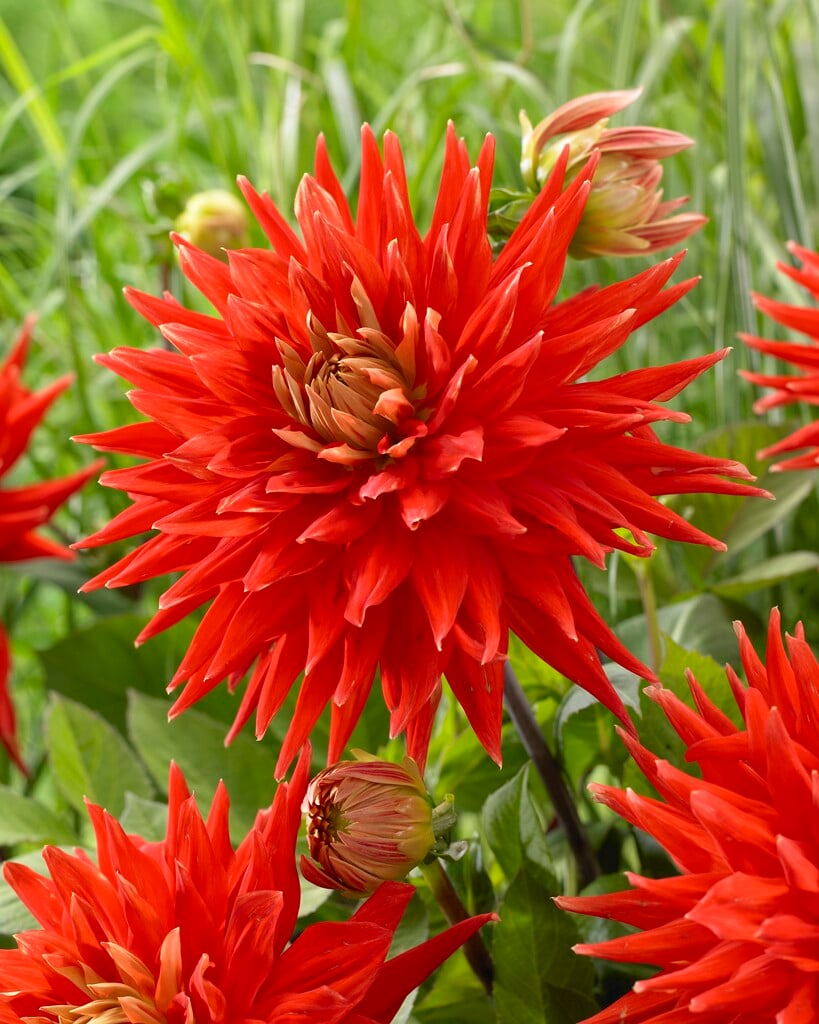 dahlia 'Vulkan'