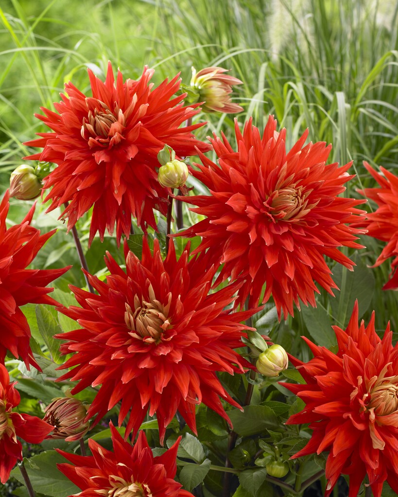 dahlia 'Vulkan'