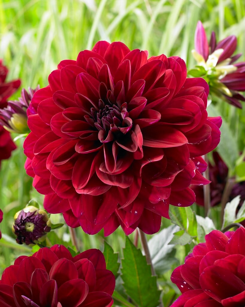 dahlia 'Karma Naomi'