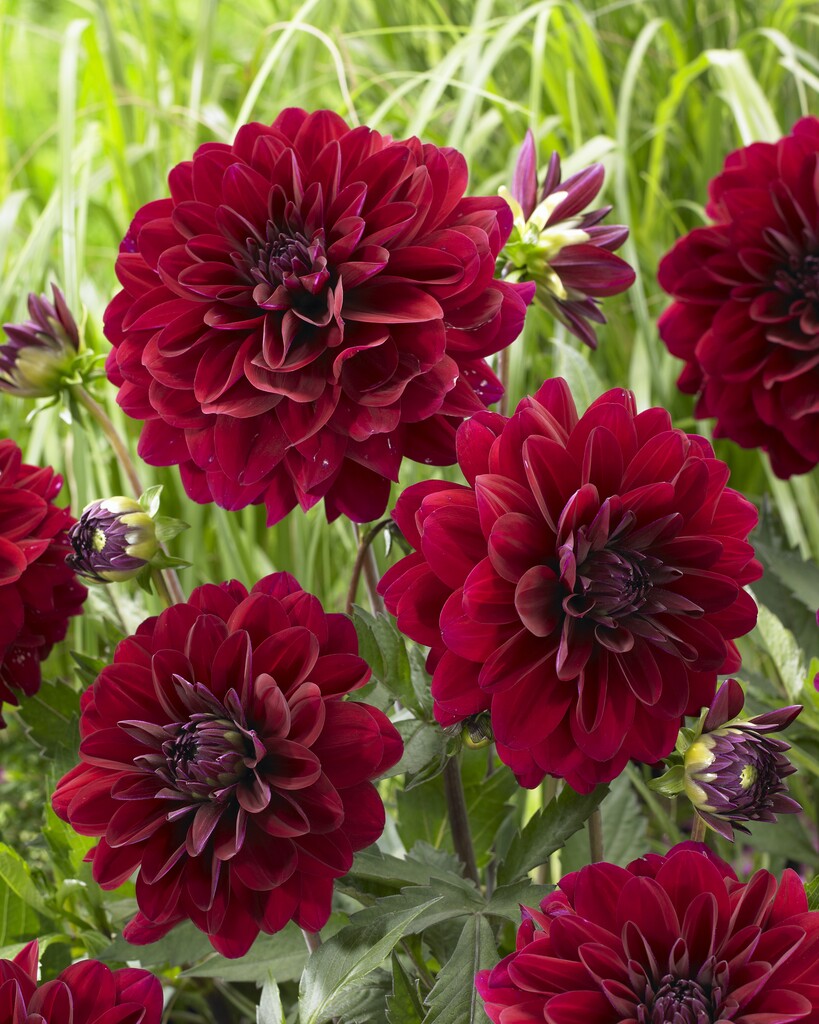 dahlia 'Karma Naomi'