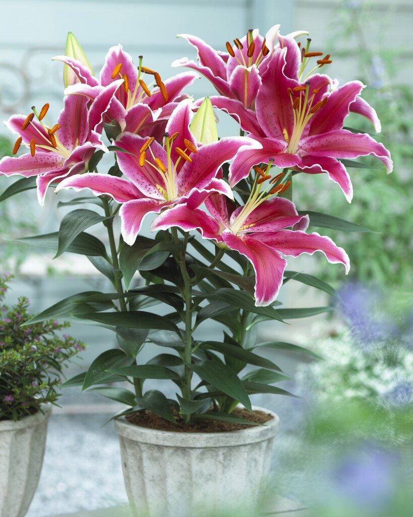 lily 'Starlight Express'