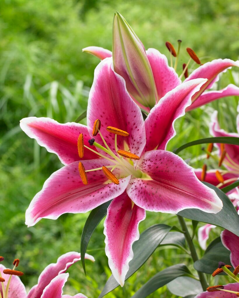 lily 'Starlight Express'