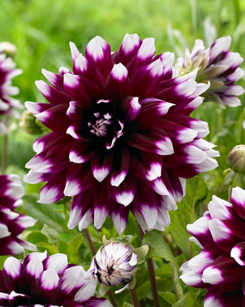 dahlia 'Mystery Day'
