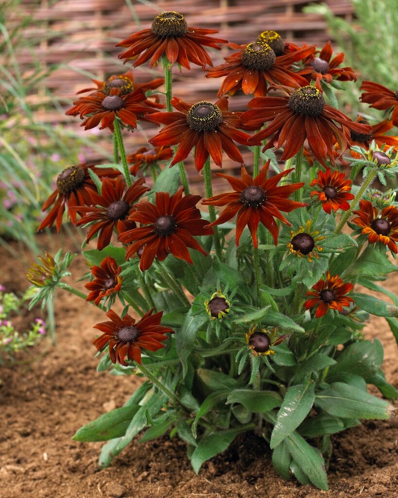 coneflower [Summerina Brown]
