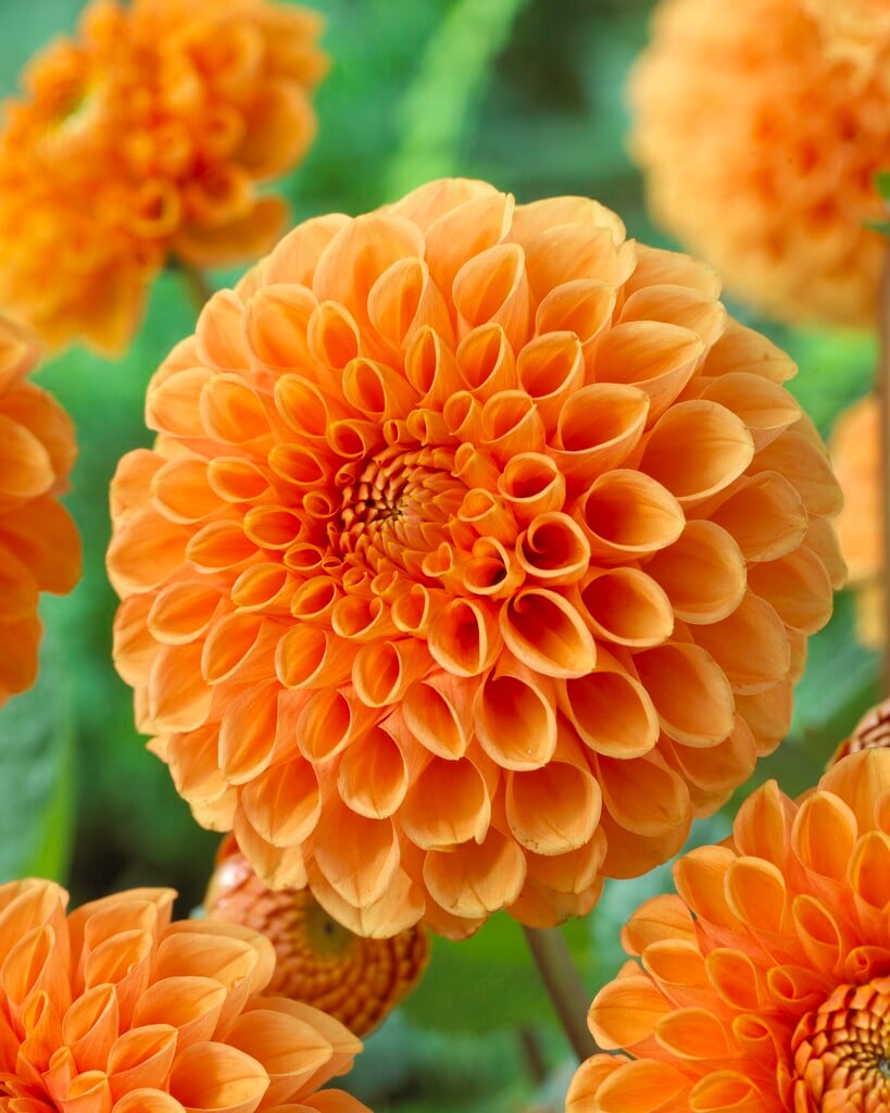 dahlia 'Sylvia'